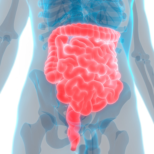 Diagram of the intestine